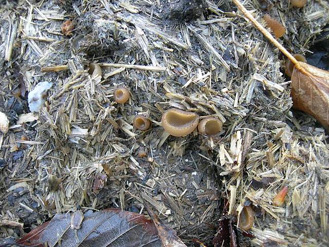 Alla ricerca della spugnola acuminata